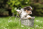 Havanese Puppy in decoration bicycle