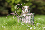 Havanese Puppy in decoration bicycle