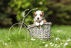 Havanese Puppy in decoration bicycle