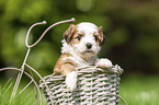 Havanese Puppy in decoration bicycle