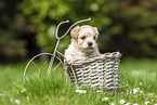 Havanese Puppy in decoration bicycle