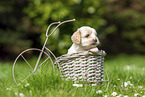 Havanese Puppy in decoration bicycle