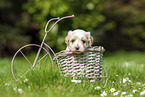 Havanese Puppy in decoration bicycle