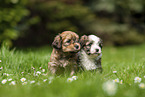 sitting Havanese Puppy