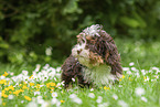 sitting Havanese Puppy