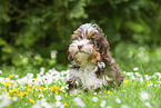 sitting Havanese Puppy