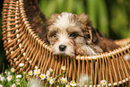 Havanese Puppy in a basket