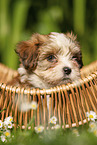 Havanese Puppy in a basket