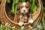 Havanese Puppy in a basket
