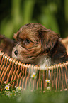 Havanese Puppy in a basket