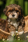 Havanese Puppy in a basket