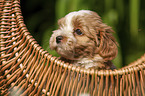 Havanese Puppy in a basket