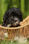 Havanese Puppy in a basket