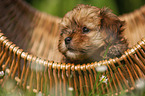 Havanese Puppy in a basket