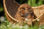 Havanese Puppy in a basket