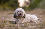 lying Havanese