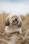 lying Havanese