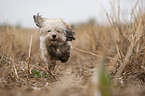 running Havanese