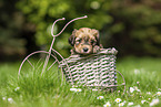 Havanese Puppy in decoration bicycle