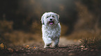 running Havanese