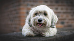 lying Havanese