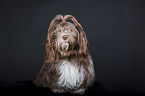 sitting Havanese