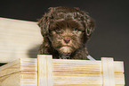 Havanese Puppy in a box