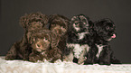 Havanese Puppies