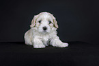 lying Havanese Puppy