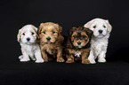 Havanese Puppies