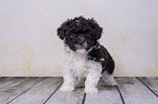 standing Havanese Puppy