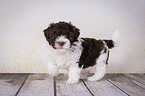 walking Havanese Puppy