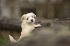 Havanese Puppy