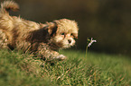 running Havanese Puppy
