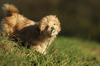 Havanese Puppy on a meadow