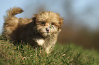 walking Havanese Puppy