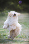 Havanese catches ball