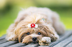 Havanese with snail