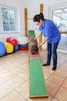 Havanese in animal physiotherapy