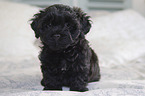 sitting Havanese Puppy