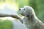 human with Havanese