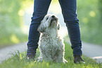 human with Havanese