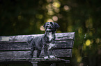 Havanese on a wooden bench