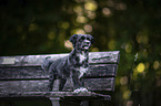 Havanese on a wooden bench