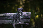 Havanese on a wooden bench