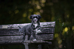 Havanese on a wooden bench