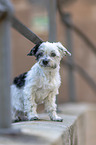 shorn Havanese