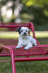 shorn Havanese