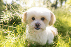 sitting Havanese