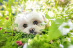 Havanese Portrait